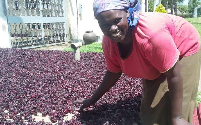 Smallholder farmers can make millions from hibiscus