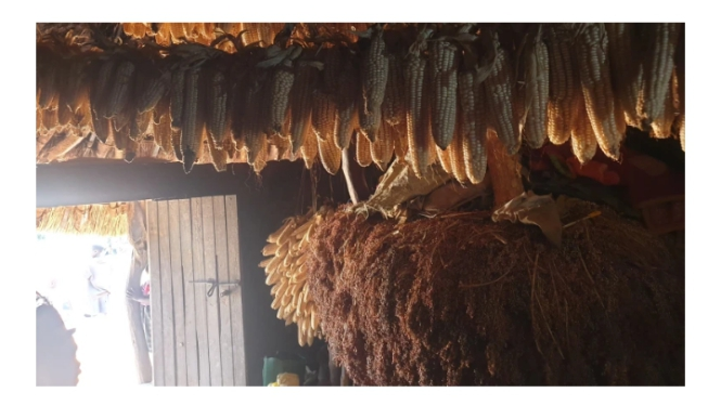 Drying cereals indoors in a grass thatched house in Karamoja in Uganda. Food preservation methods of Ateker People.