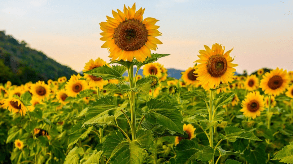 Pray Uganda finds our way back to&nbsp;happiness